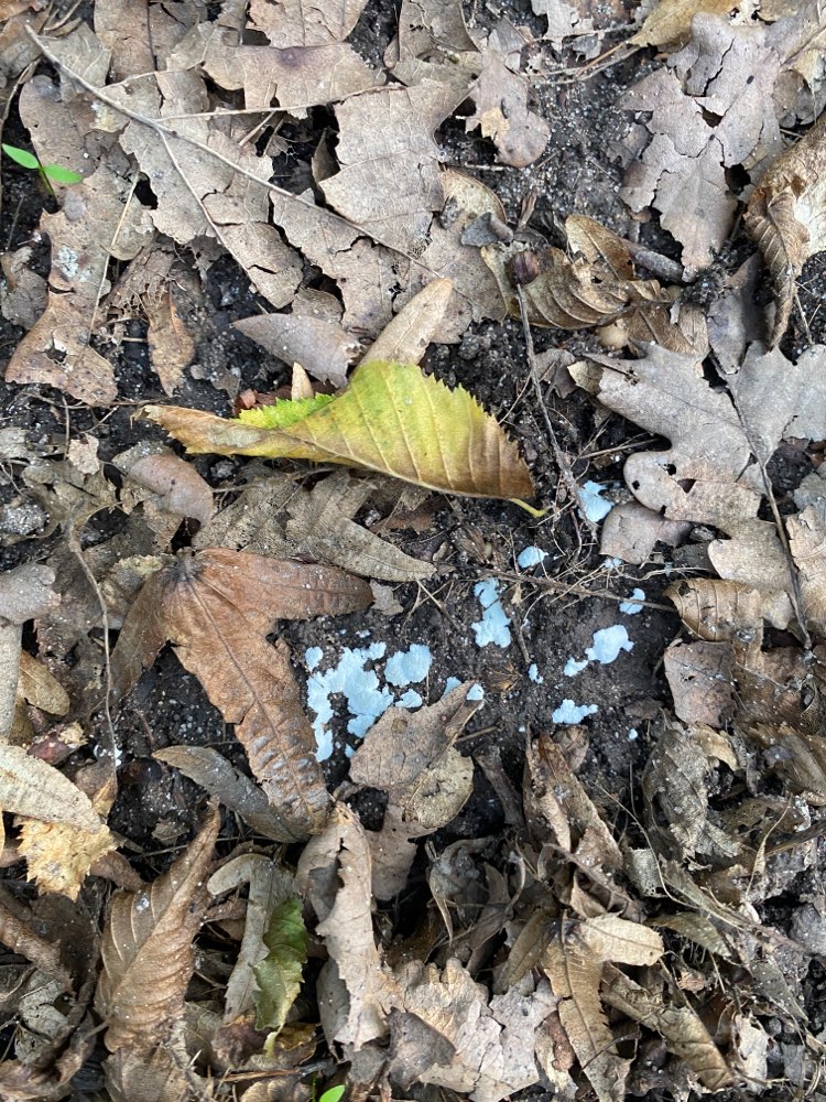 Giftköder-Giftköder-Profilbild