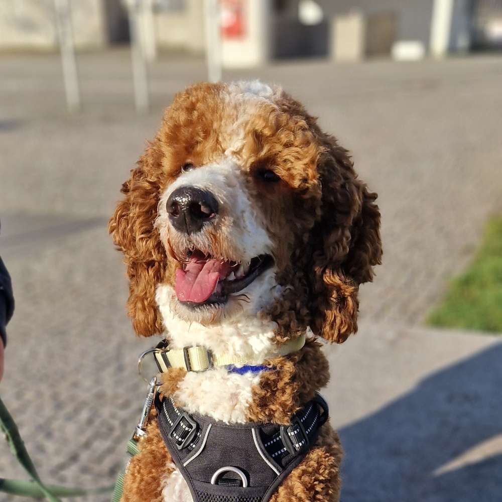 Hundetreffen-Gassi Runde-Profilbild