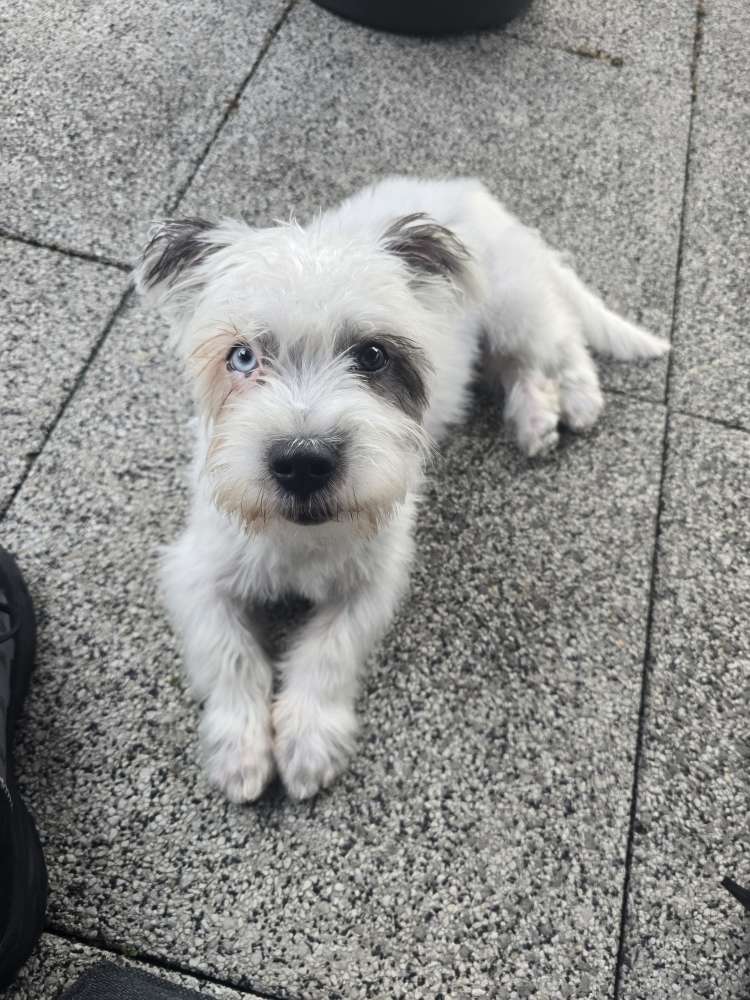 Hundetreffen-Hundetreff-Profilbild