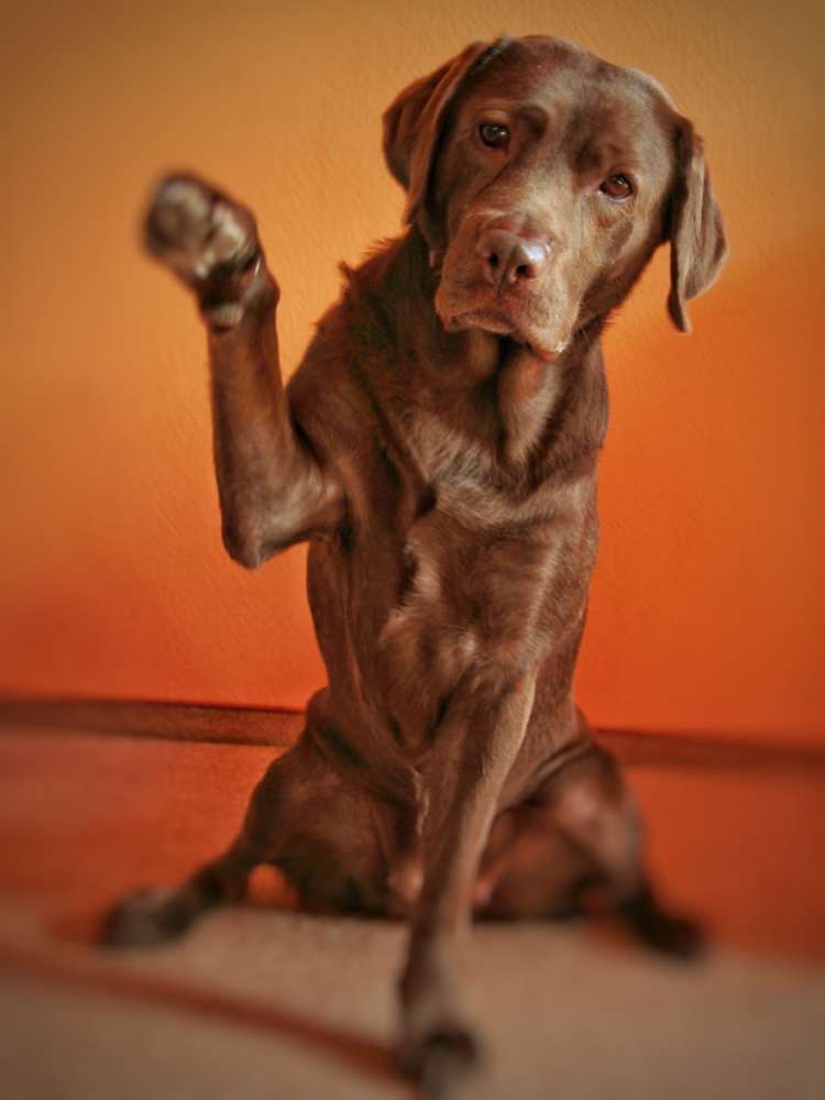 Hundetreffen-Trainingstreff-Profilbild