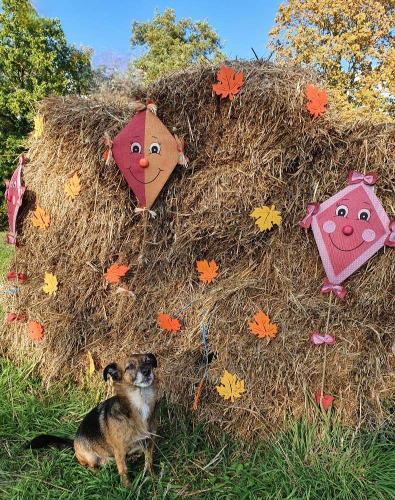 Herbstzeit...Drachenzeit  /  zeig deinen  Wuffi mit einem kunterbunte Drachen Banner
