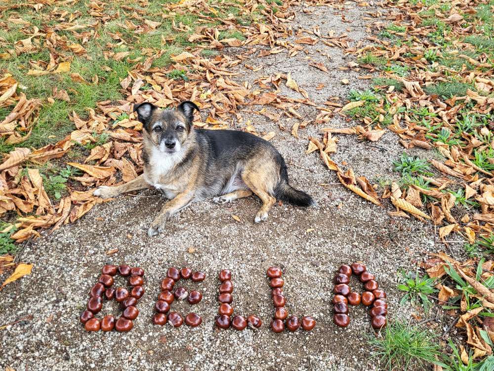Herbstzeit = Kastanienzeit mit deinem Wuffi🐶🍁 Banner