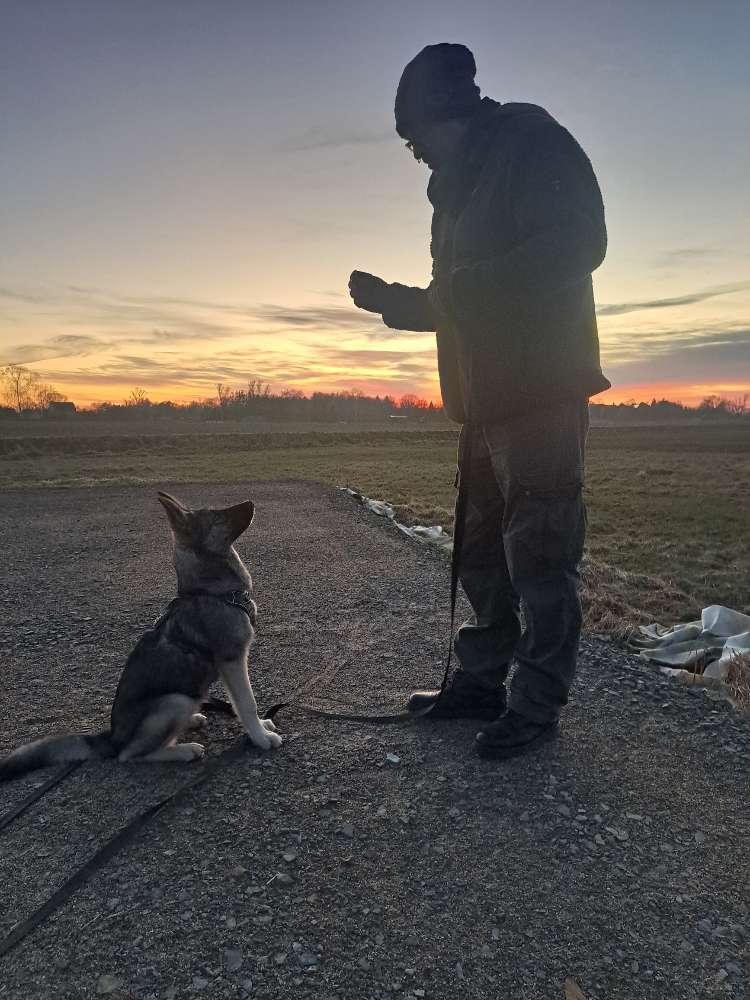 Hundetreffen-Juni aus Süpplingenburg tobt gerne-Profilbild