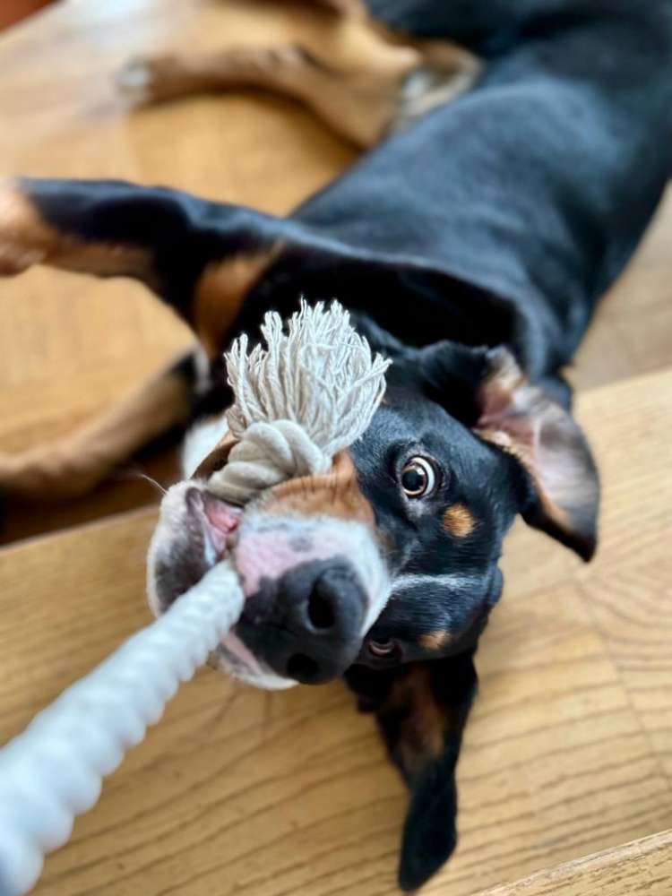 Hundetreffen-Treffen mit Kleiner Runde-Profilbild