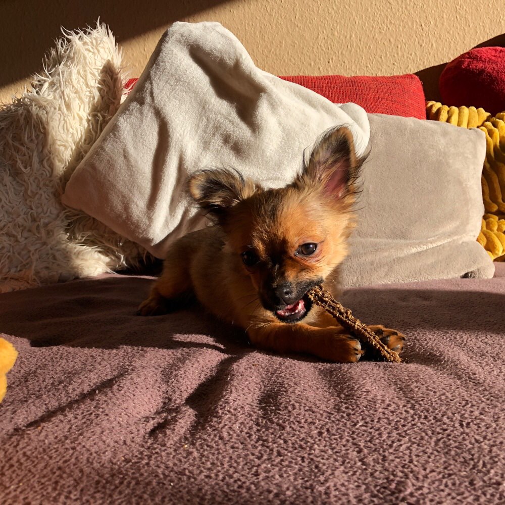 Hundetreffen-Spielrunde für kleine Hunde (bis fünf Kilo)-Profilbild