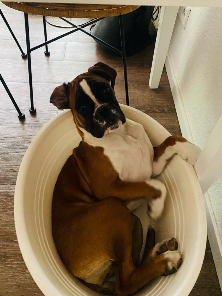 Hundetreffen-Hund Freund gesucht-Profilbild