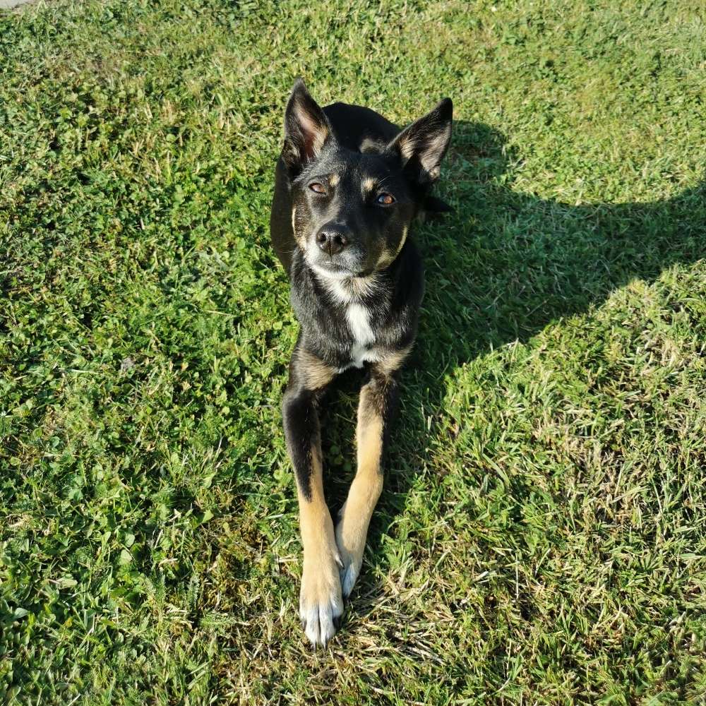 Hundetreffen-Spielerunde/Spaziergehkumpel-Profilbild