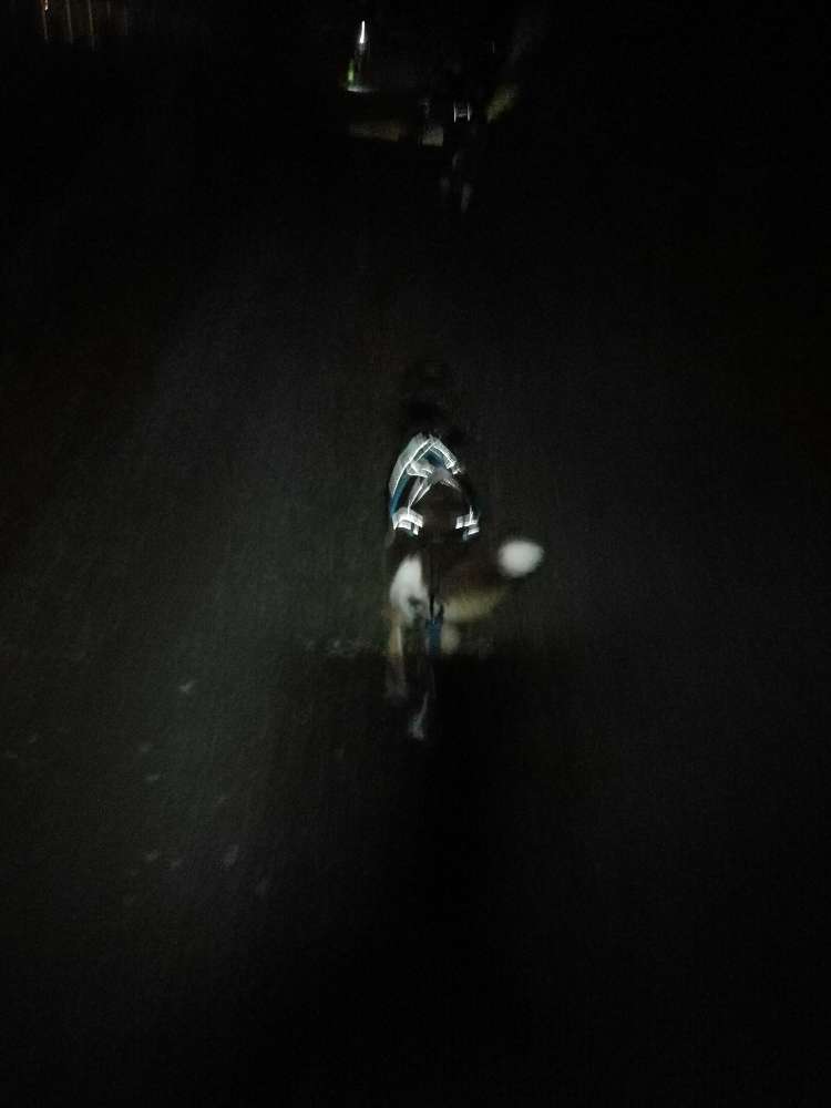 Hundetreffen-Joggen mit Hund-Profilbild