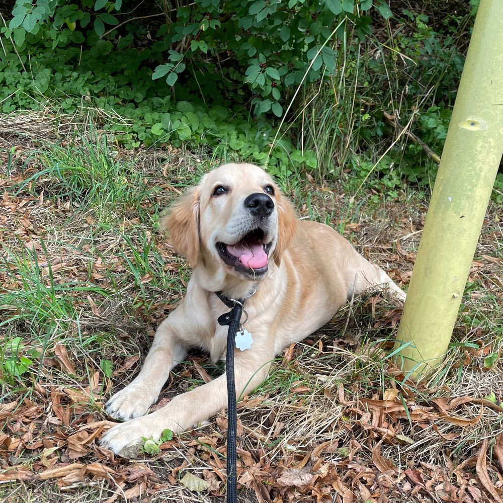 Hundetreffen-Welpentreffen-Profilbild