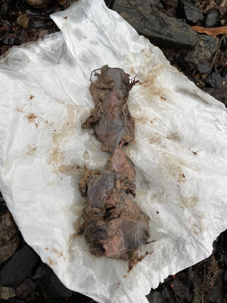 Giftköder-Achtung Innereien gefunden-Profilbild