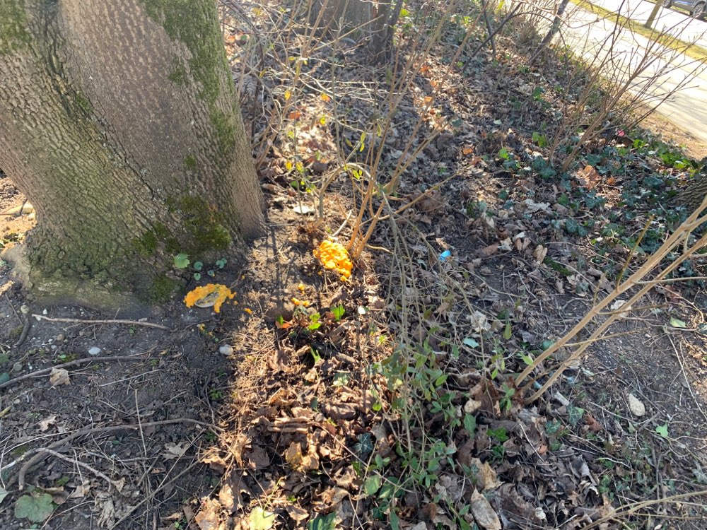 Giftköder-Gelbe Masse-Profilbild