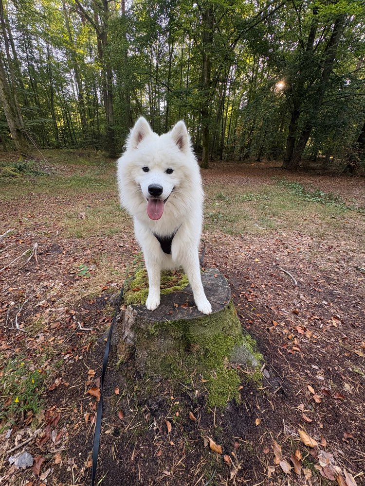 Hundetreffen-Souveräner Trainingspartner-Profilbild