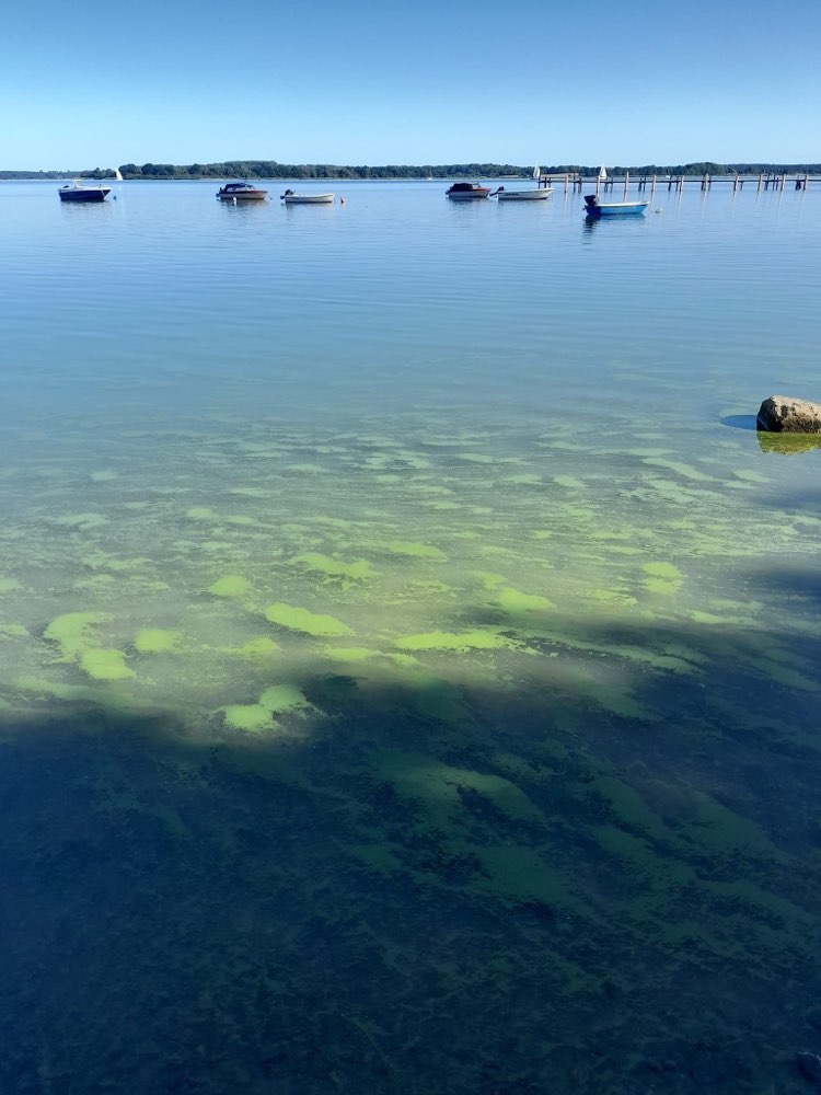Giftköder-Blaualgen Devin und Höhe 23-Profilbild