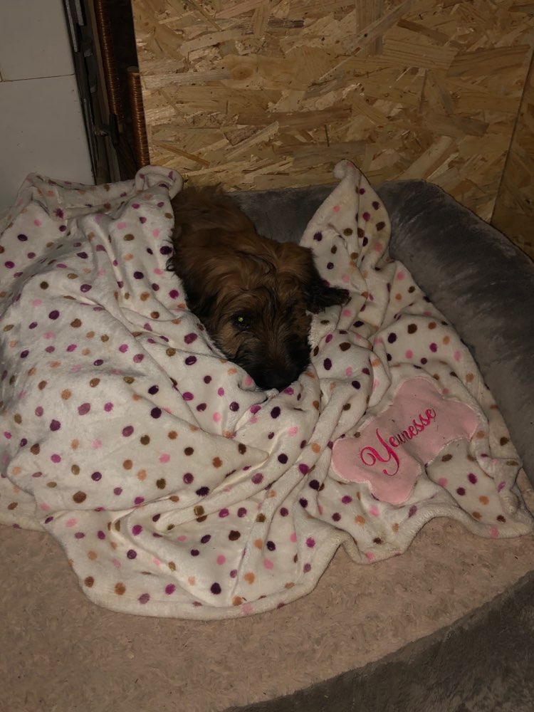 Hundetreffen-Welpentreffen Diensdorf-Profilbild