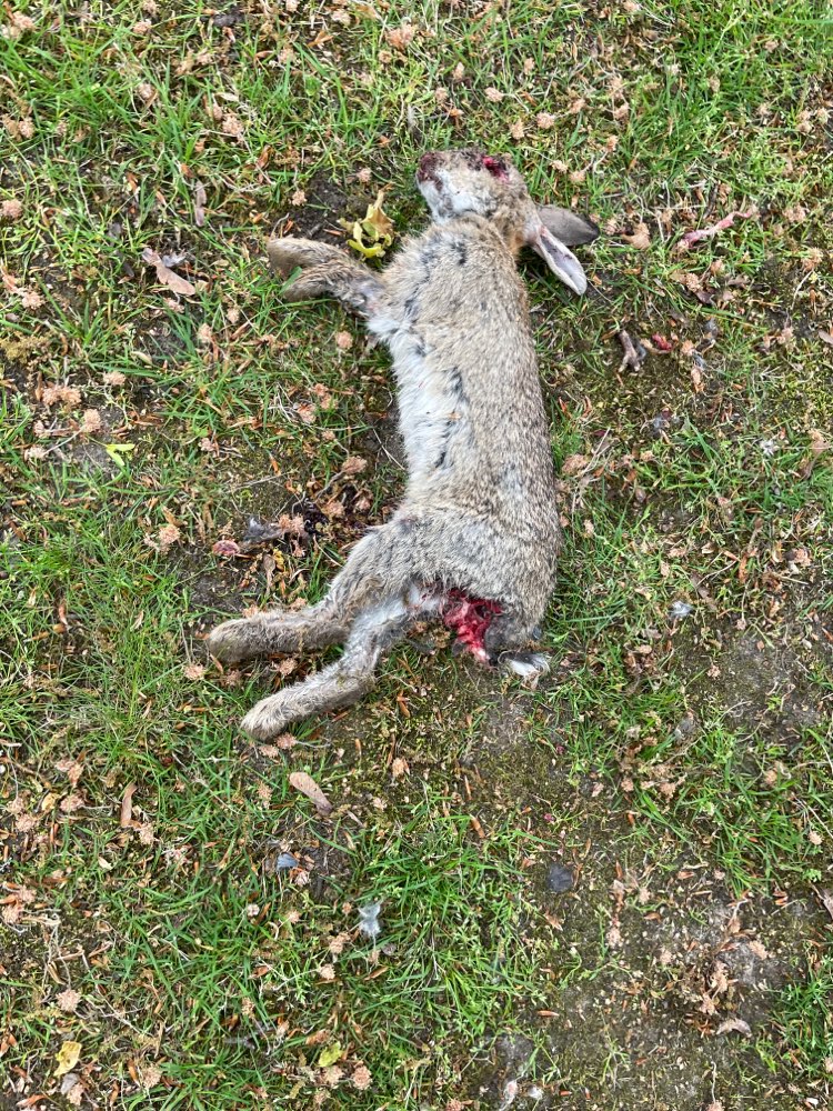 Giftköder-Toter Hase-Profilbild