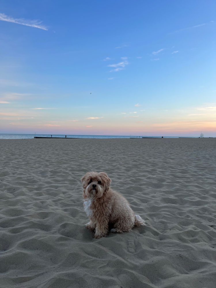 Hundetreffen-Jungtiertreffen/ Spielerunde-Profilbild