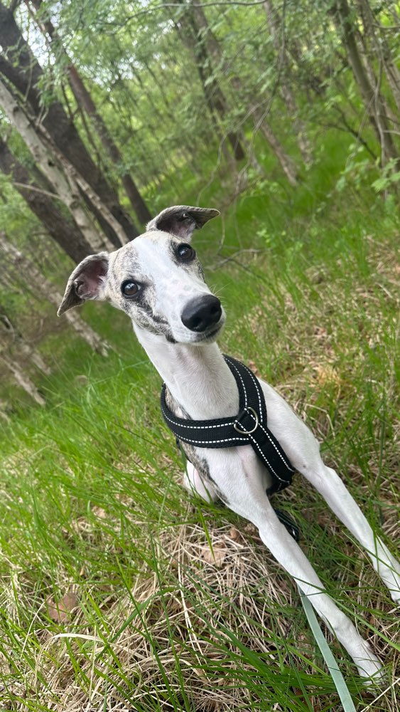 Hundetreffen-Whippet- Spielrunde in Sottrum und umzu-Profilbild