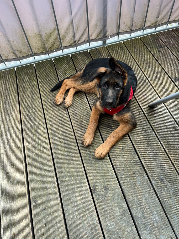 Hundetreffen-Spielrunde mit Training-Profilbild