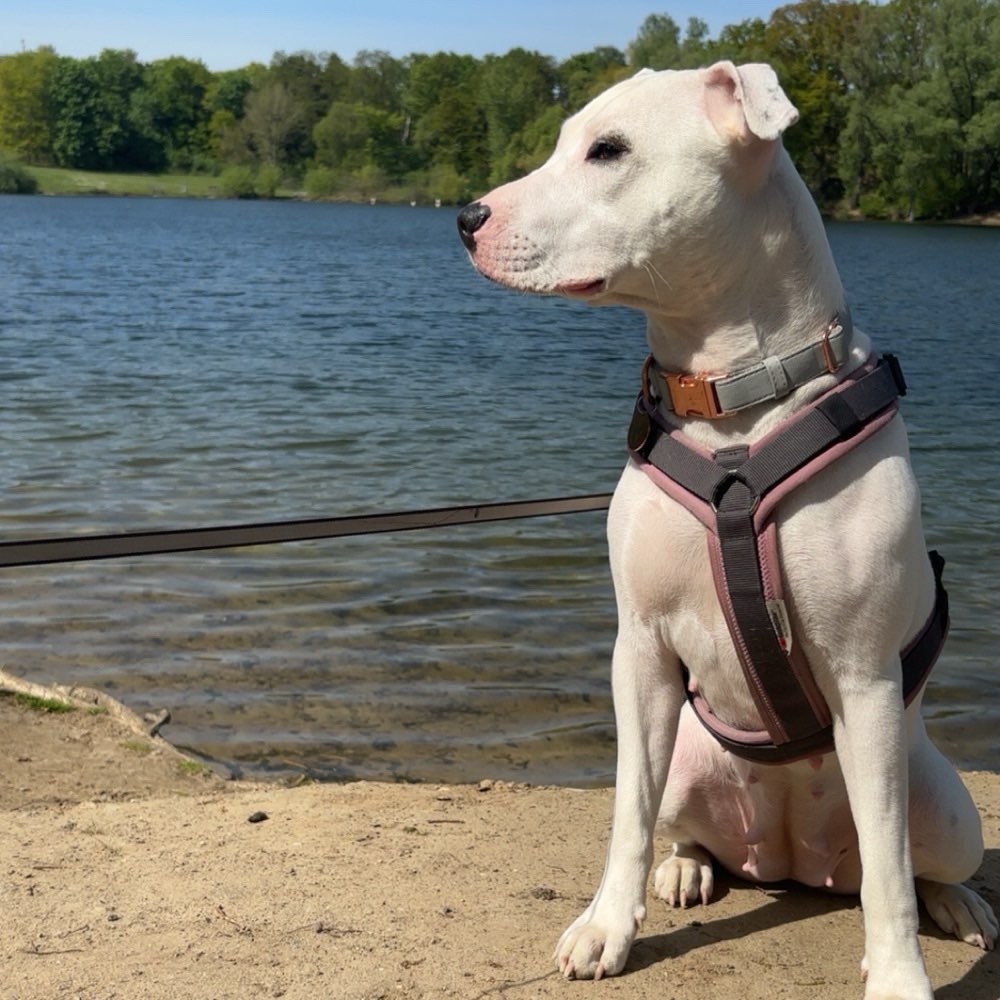 Hundetreffen-Spielpartner gesucht-Profilbild