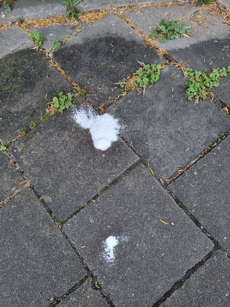 Giftköder-Unbek. weißes Pulver evtl. Rattengift?-Profilbild