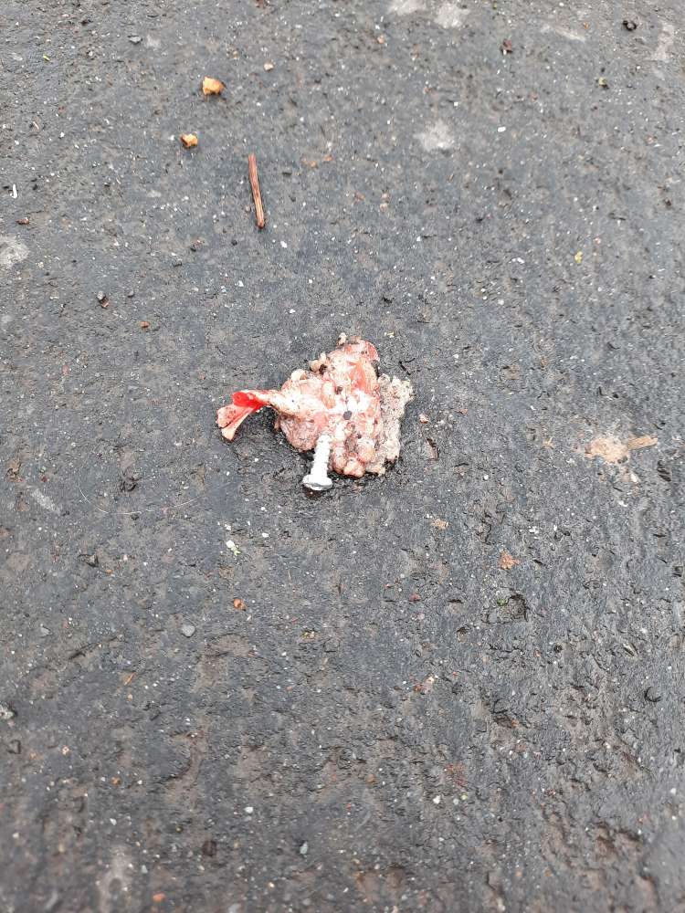 Giftköder-Giftköder-Profilbild