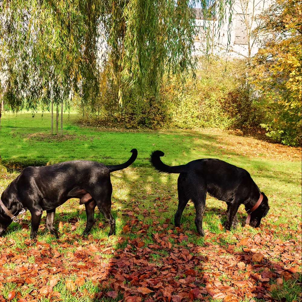 Hundetreffen-Gassirunde & Spieltreffen-Profilbild