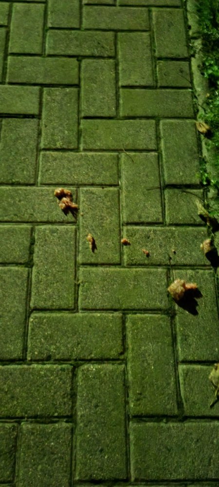 Giftköder-Giftköder-Profilbild