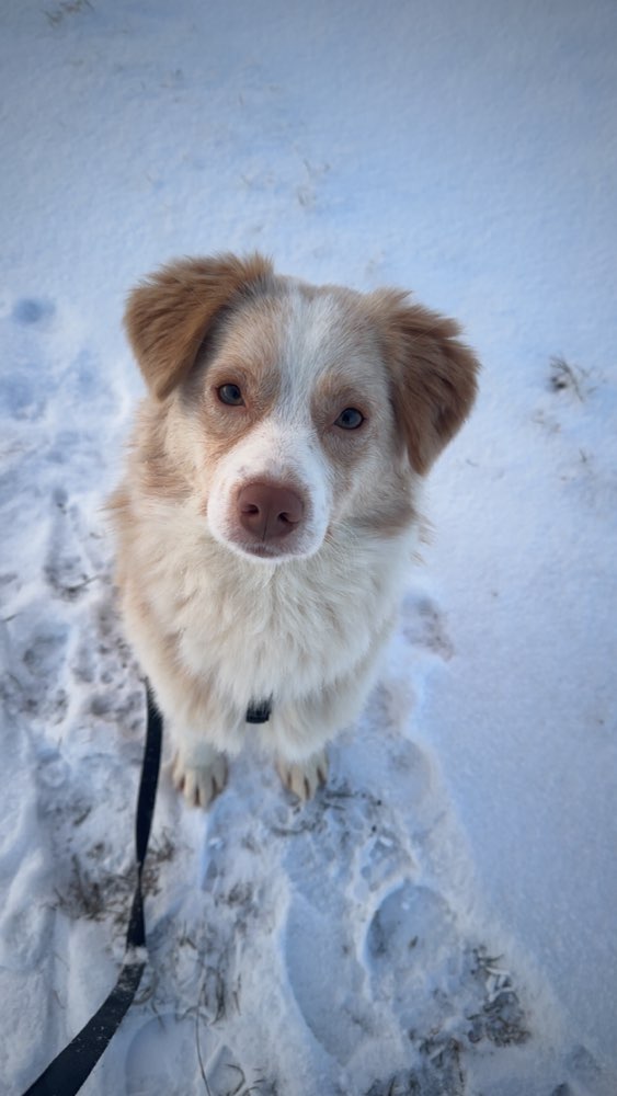 Hundetreffen-Lernspiel für stürmischen Junghund-Profilbild