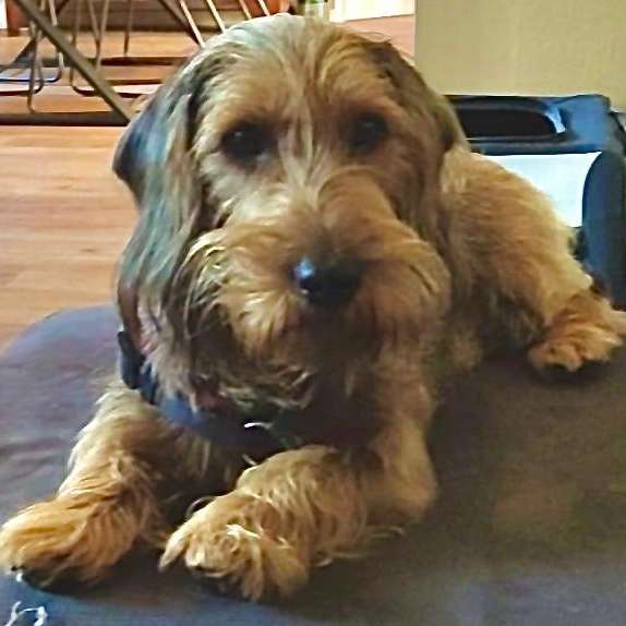 Hundetreffen-Neue Freunde zum Spielen gesucht-Profilbild