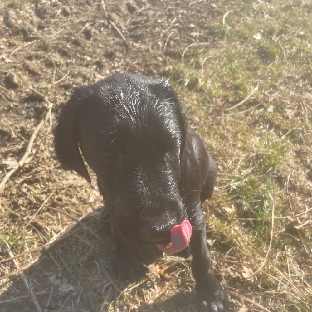 Hundetreffen-Welpen spiel/Trainingsrunde-Profilbild