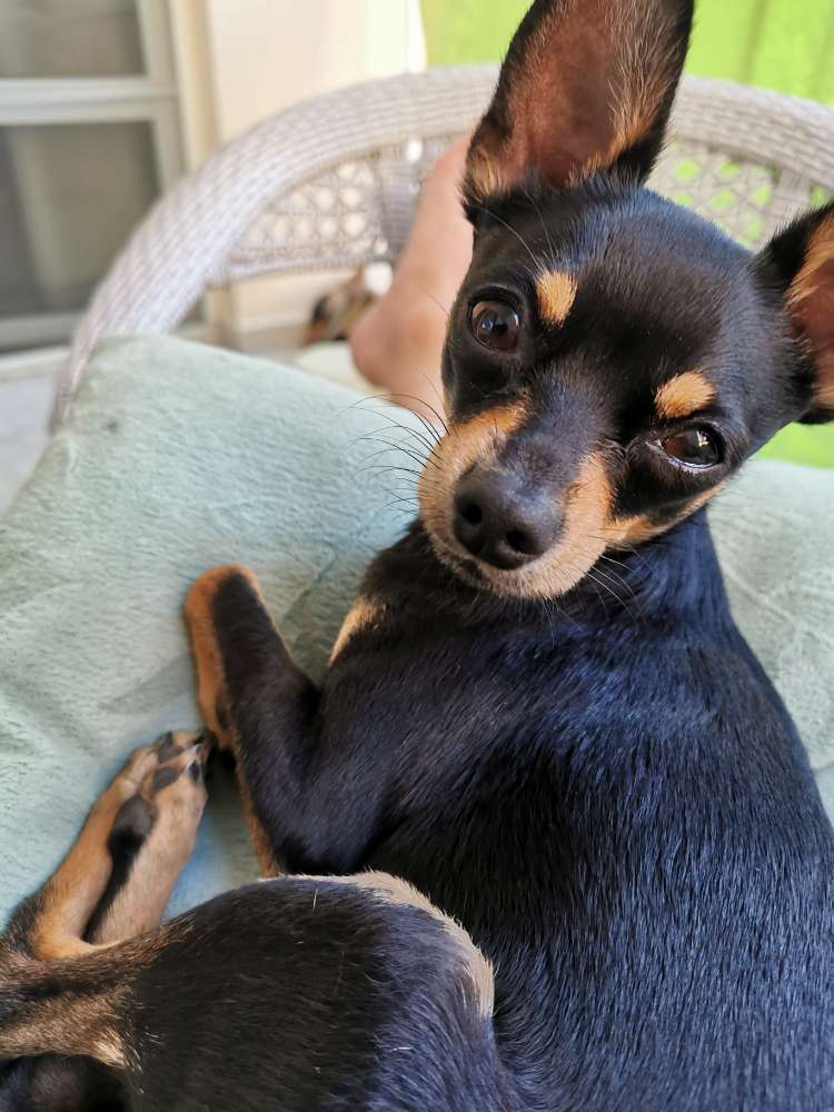 Hundetreffen-Russkjy Toy / Kleine Pinscher-Profilbild