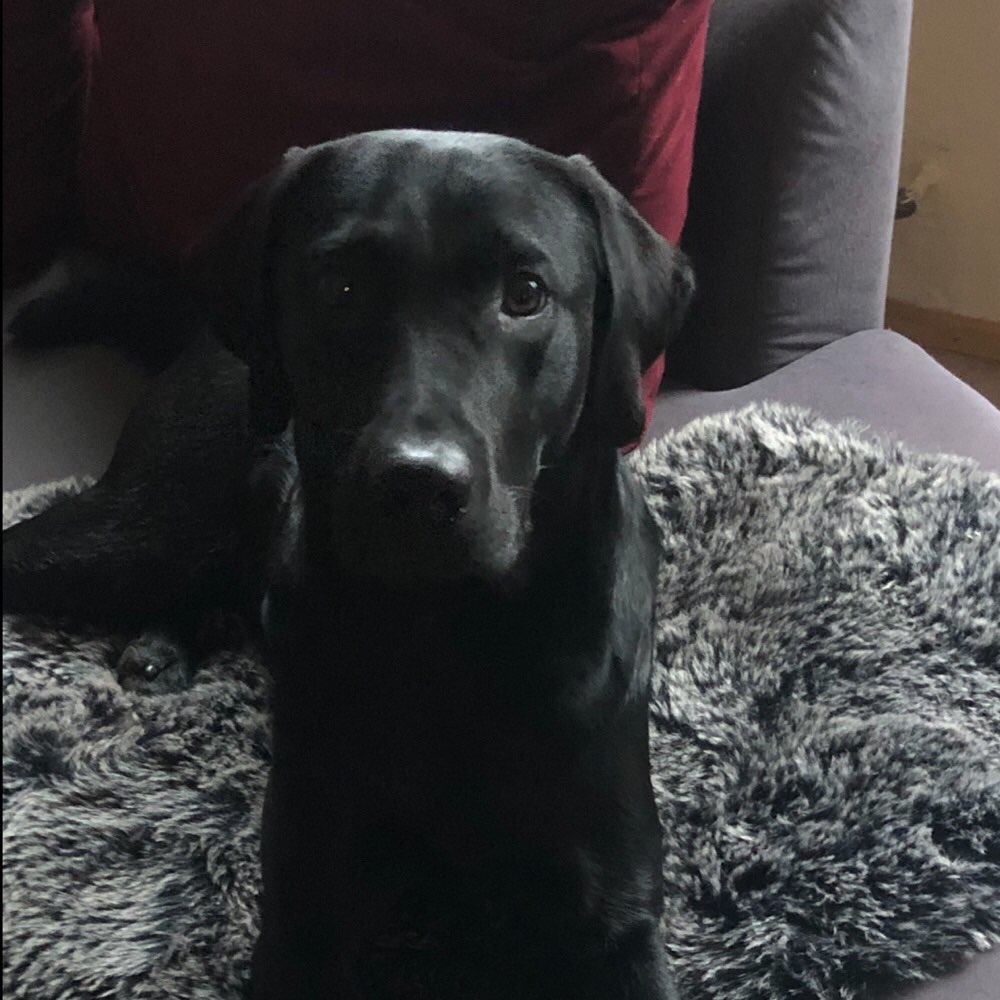 Hundetreffen-Spielrunden-Profilbild