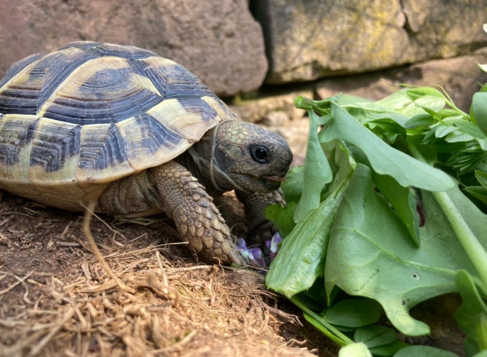 Hundetreffen-Vermisste Schildkrötchen!-Profilbild