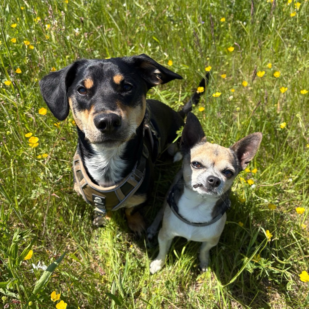 Hundetreffen-Gassi gehen, toben und Spaß haben 🐾-Profilbild