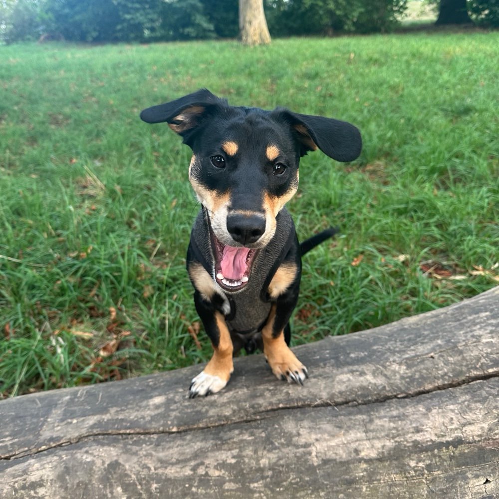 Hundetreffen-Spielen und Gassi gehen-Profilbild