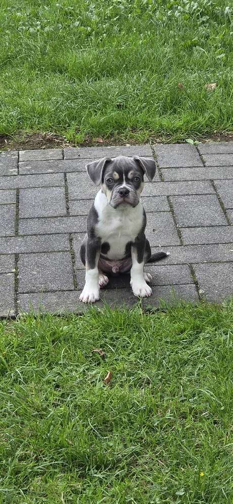 Hundetreffen-Welpentreff-Profilbild