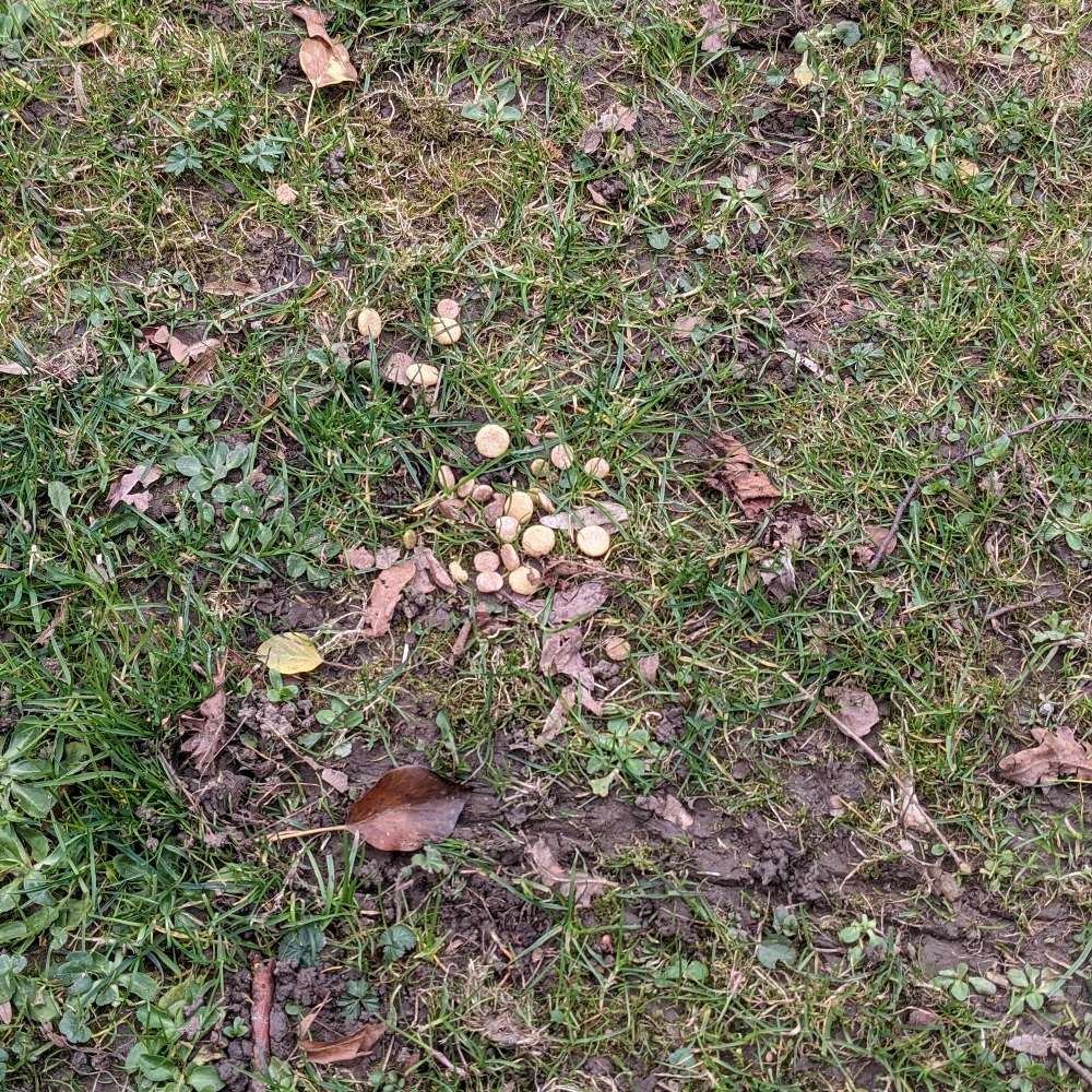 Giftköder-Hundefutter auf der Wiese-Profilbild