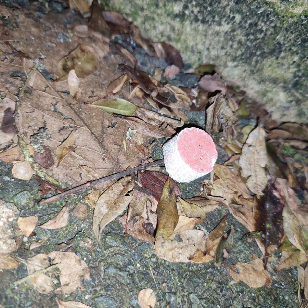 Giftköder-Achtung Giftköder!!!-Profilbild