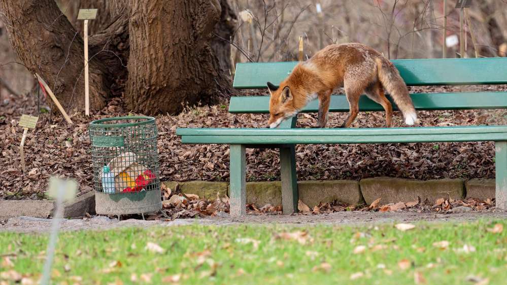 Giftköder-Fuchs gesichtet-Profilbild