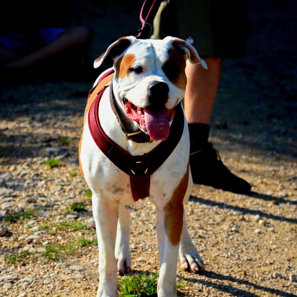 Hundetreffen-Übung Hundebegegnung-Profilbild