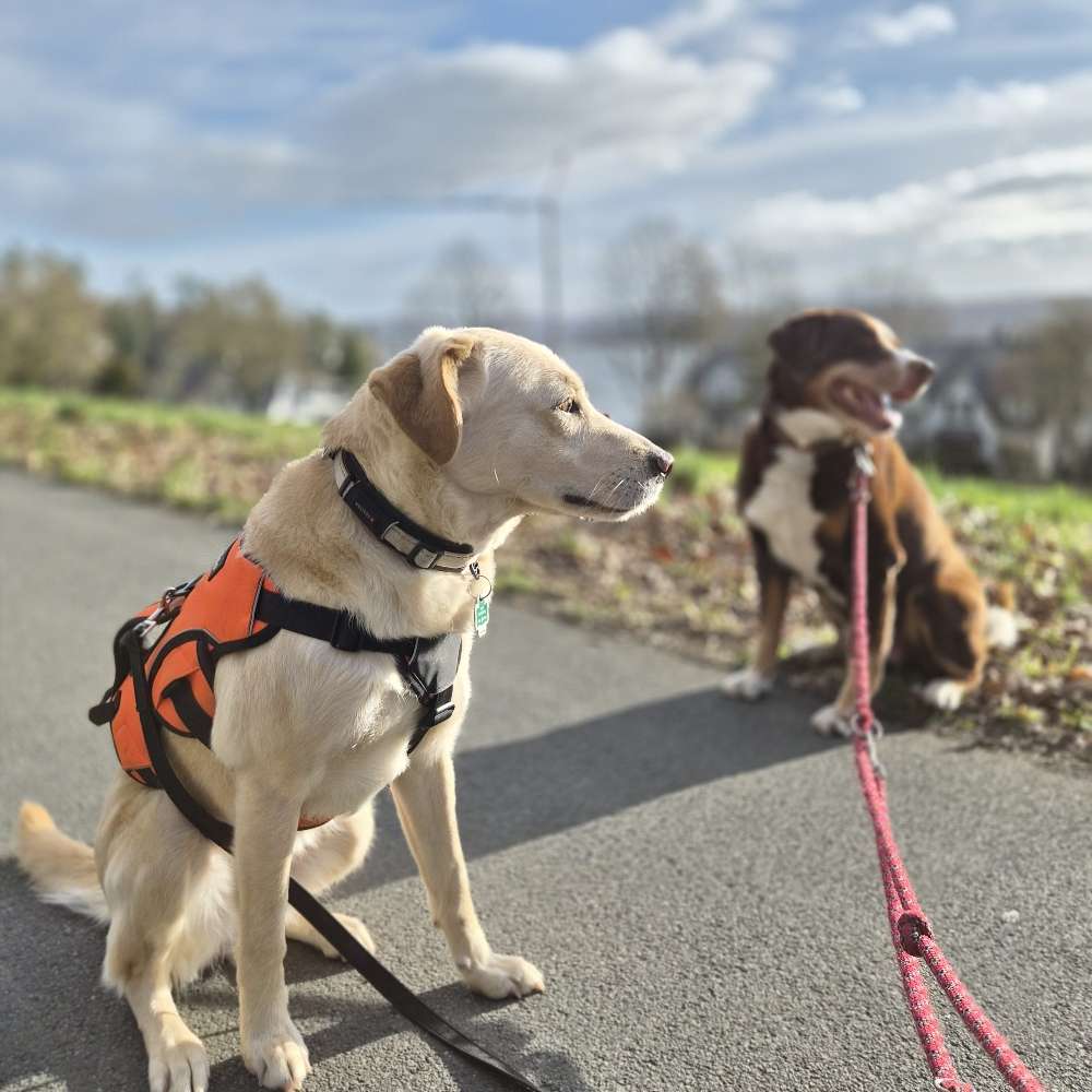 Hundetreffen-Gassi ☀️🐾🐾-Profilbild
