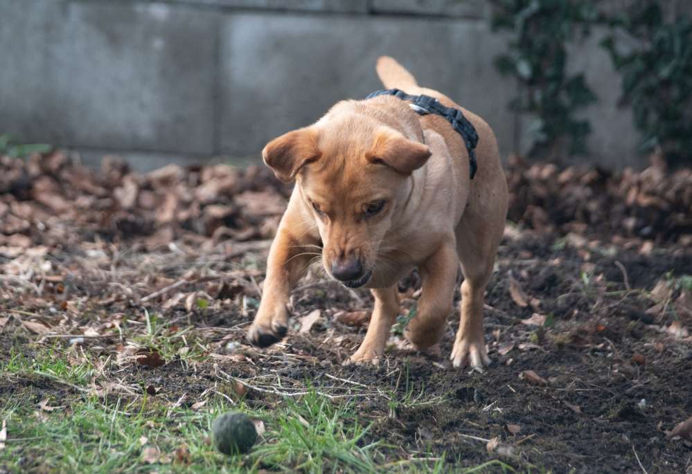 Hundetreffen-Jamie sucht Kumpel-Profilbild