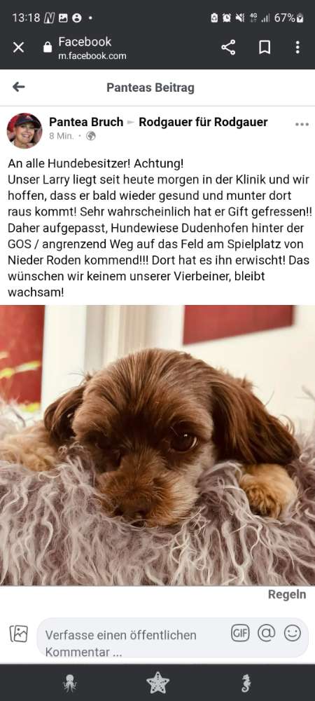 Giftköder-Giftköder vermutet. Ein Hund in klinik-Profilbild