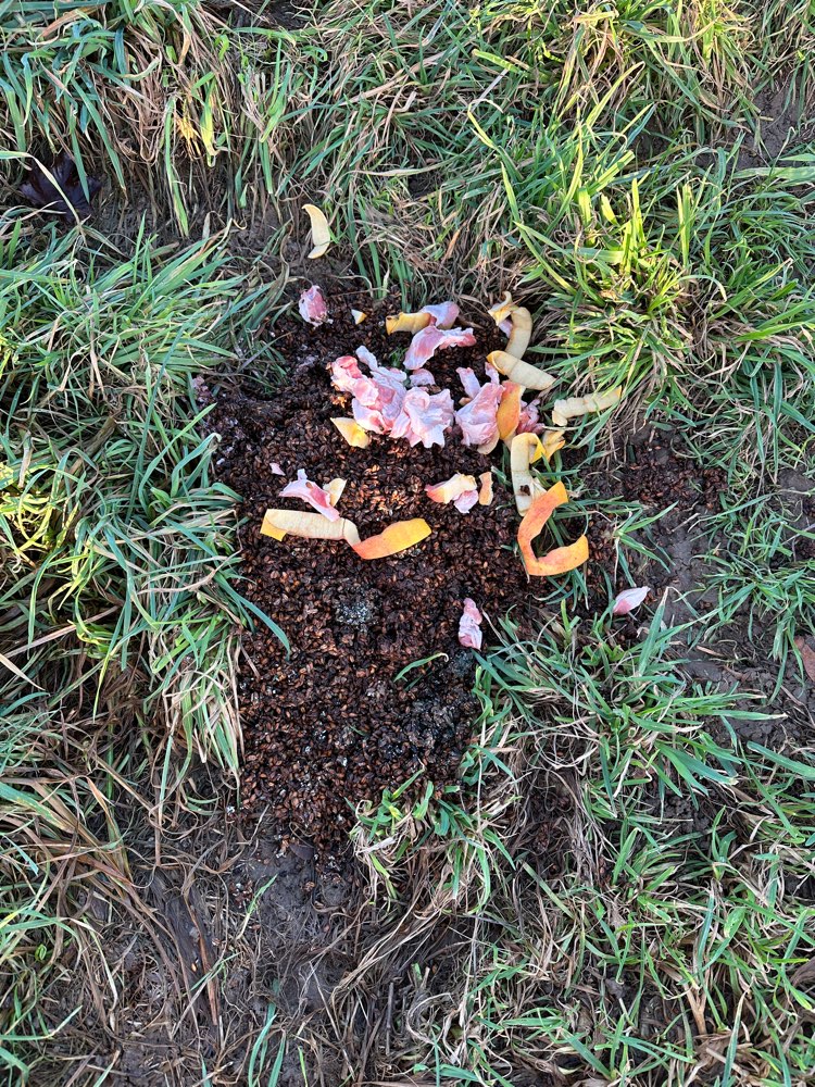 Giftköder-Fleischreste und Müll-Profilbild