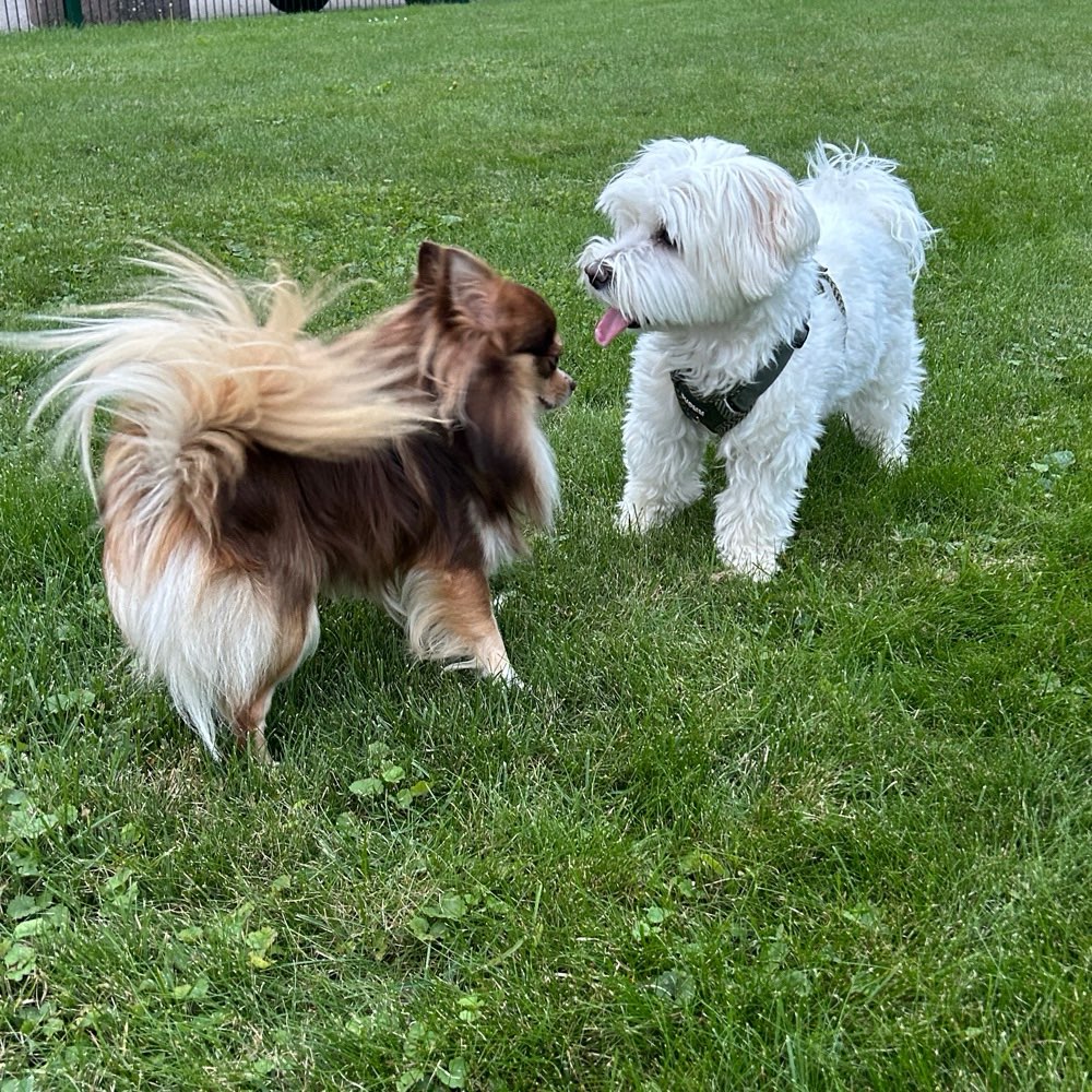 Hundetreffen-Gassifreunde gesucht 😊-Profilbild