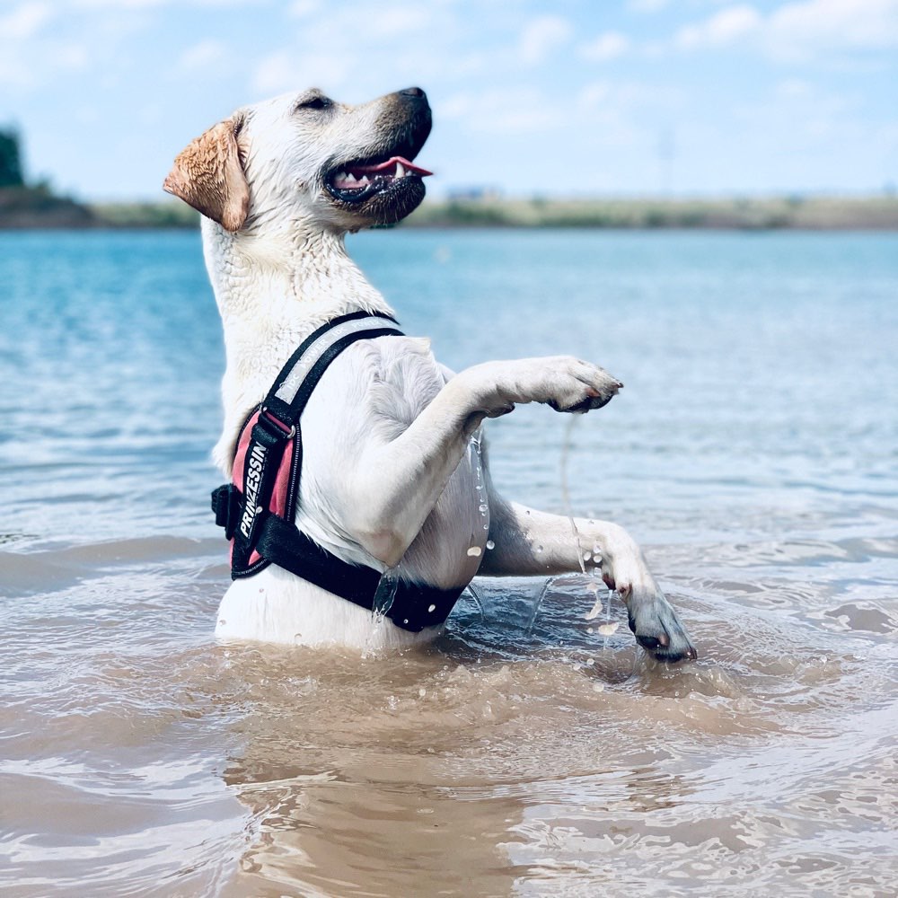 Hundetreffen-Spielrunde-Profilbild