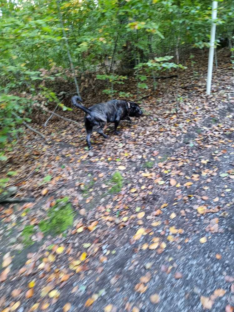 Giftköder-Aggressiver freilaufender Cane Corso-Profilbild