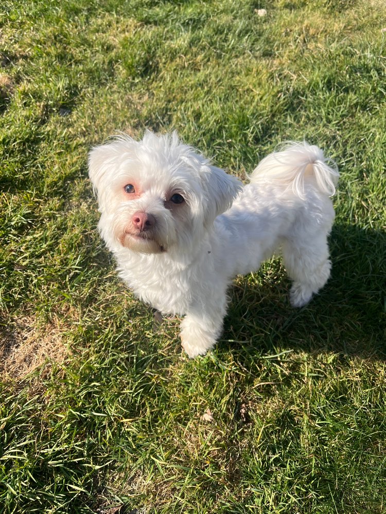 Hundetreffen-Spielrunde-Profilbild