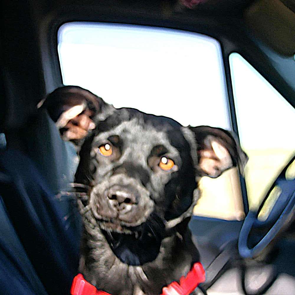 Hundetreffen-Gassi und Spie-Profilbild