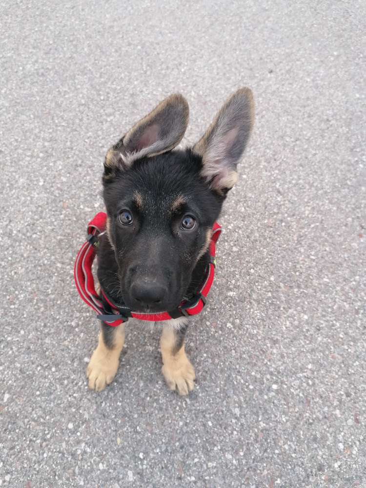 Hundetreffen-Welpen, junghunde spielen toben spaßhaben.-Profilbild